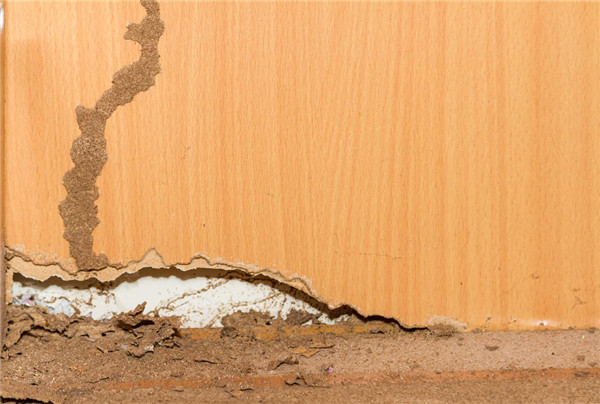 装修房子需要做防白蚁处理吗