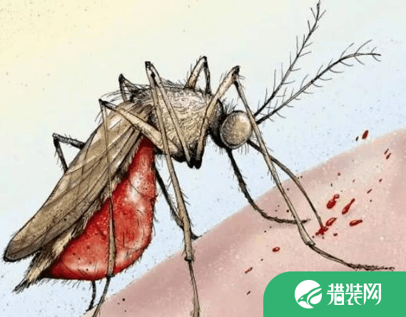 如何防止蚊子滋生?哪些人容易招蚊子?